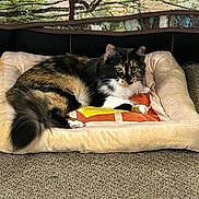 Minky is registered to the contest to win money with this photo: animal, carpet, cat, closeup, cozy, cushion, decor, fabric, feline, fluffy_tail, house_pet, indoor, mammal, multicolor_fur, pattern, pet_bed, pillow, relaxed, resting, soft_texture