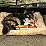 animal, carpet, cat, closeup, cozy, cushion, decor, fabric, feline, fluffy_tail, house_pet, indoor, mammal, multicolor_fur, pattern, pet_bed, pillow, relaxed, resting, soft_texture
