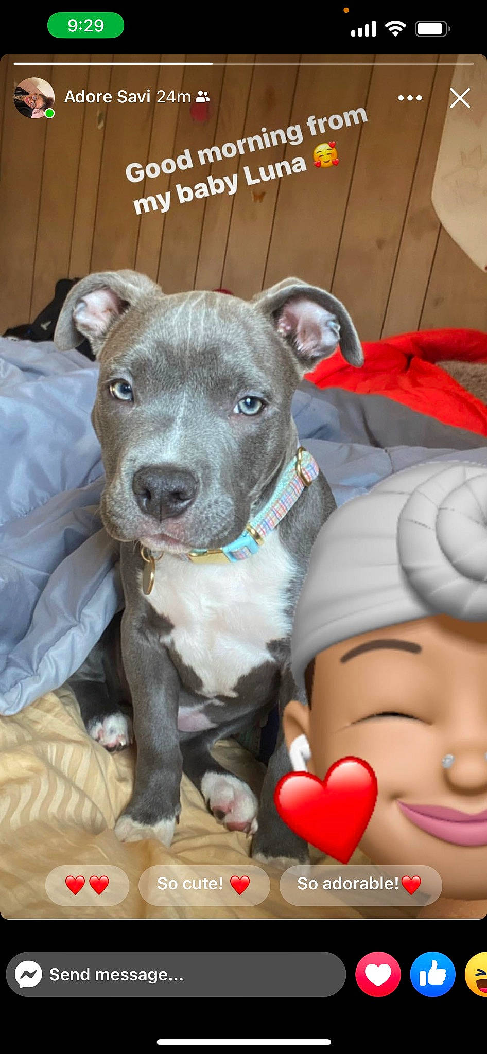 Luna joined the competition — help win amazing prizes! canidae, carnivore, chair, collar, companion_dog, dog, dog_breed, dog_collar, dog_supply, fawn, fur, guard_dog, happy, leash, mammal, non_sporting_group, snout, sporting_group, whiskers, working_animal