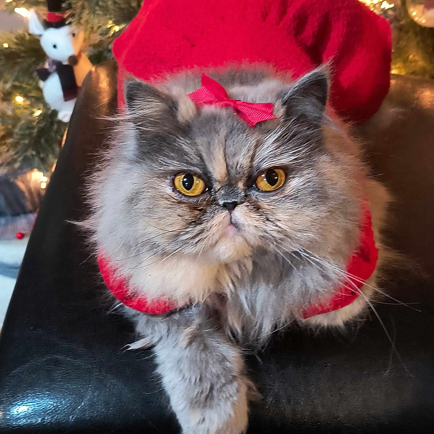 Bella