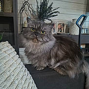 Cosmo joined the competition — help win amazing prizes! cat, fluffy, gray, yellow_eyes, couch, blanket, home_decor, plant, framed_photos, indoor, pet, furniture, cozy, portrait, sitting, furry, domestic_animal, living_room, cute, animal