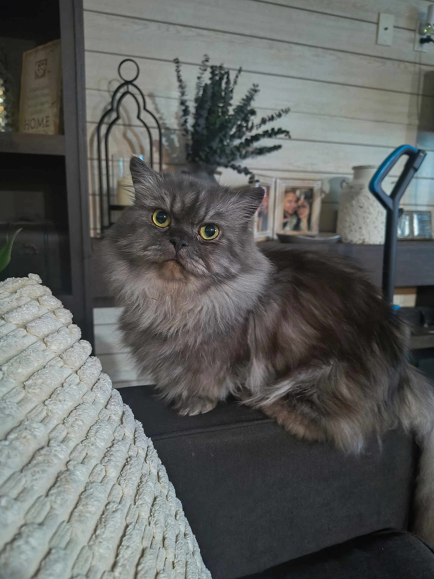 Cosmo