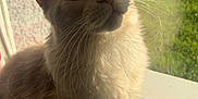 Shadow a rejoint le concours — aidez-le/la à gagner de superbes lots ! cat, fluffy, window, sunlight, whiskers, fur, curious, pet, indoor, animal, mammal, closeup, portrait, relaxing, daylight, domestic, feline, soft, cozy, peaceful