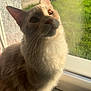 cat, fluffy, window, sunlight, whiskers, fur, curious, pet, indoor, animal, mammal, closeup, portrait, relaxing, daylight, domestic, feline, soft, cozy, peaceful