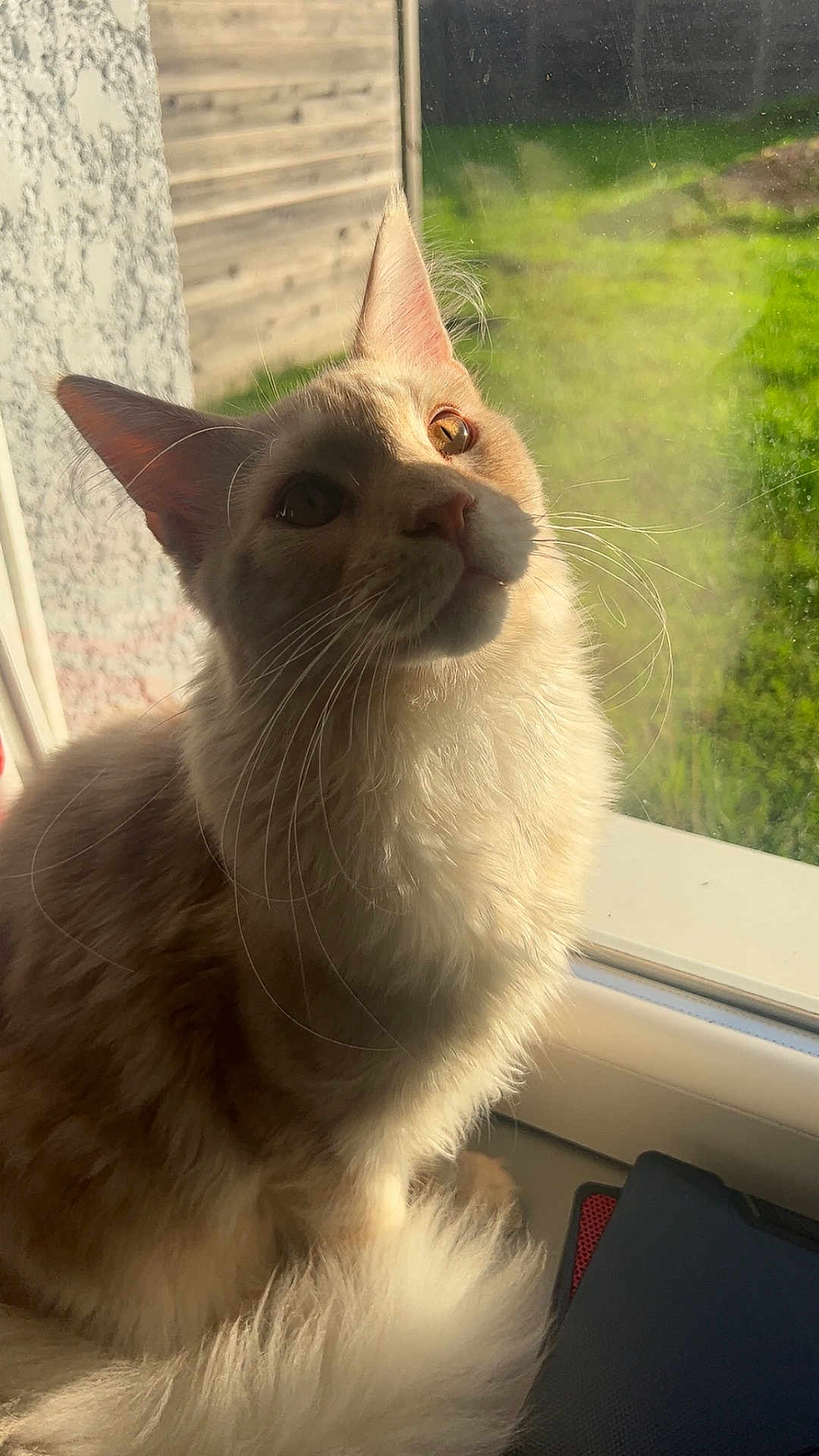 Shadow a rejoint le concours — aidez-le/la à gagner de superbes lots ! cat, fluffy, window, sunlight, whiskers, fur, curious, pet, indoor, animal, mammal, closeup, portrait, relaxing, daylight, domestic, feline, soft, cozy, peaceful
