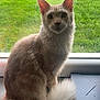 Shadow participe au concours pour gagner de l'argent avec cette photo : cat, fluffy_tail, windowsill, indoor, green_grass, garden, curious, pet, animal, feline, ears, whiskers, sitting, light_fur, tail, window, natural_light, domestic_cat, looking, house