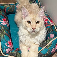 Shadow participe au concours pour gagner de l'argent avec cette photo : cat, fluffy, cream_colored, pet_bed, floral_pattern, paws, crossed_paws, wooden_floor, indoor, relaxed, feline, close_up, animal, cute, domestic_cat, ears, whiskers, tail, fur, resting