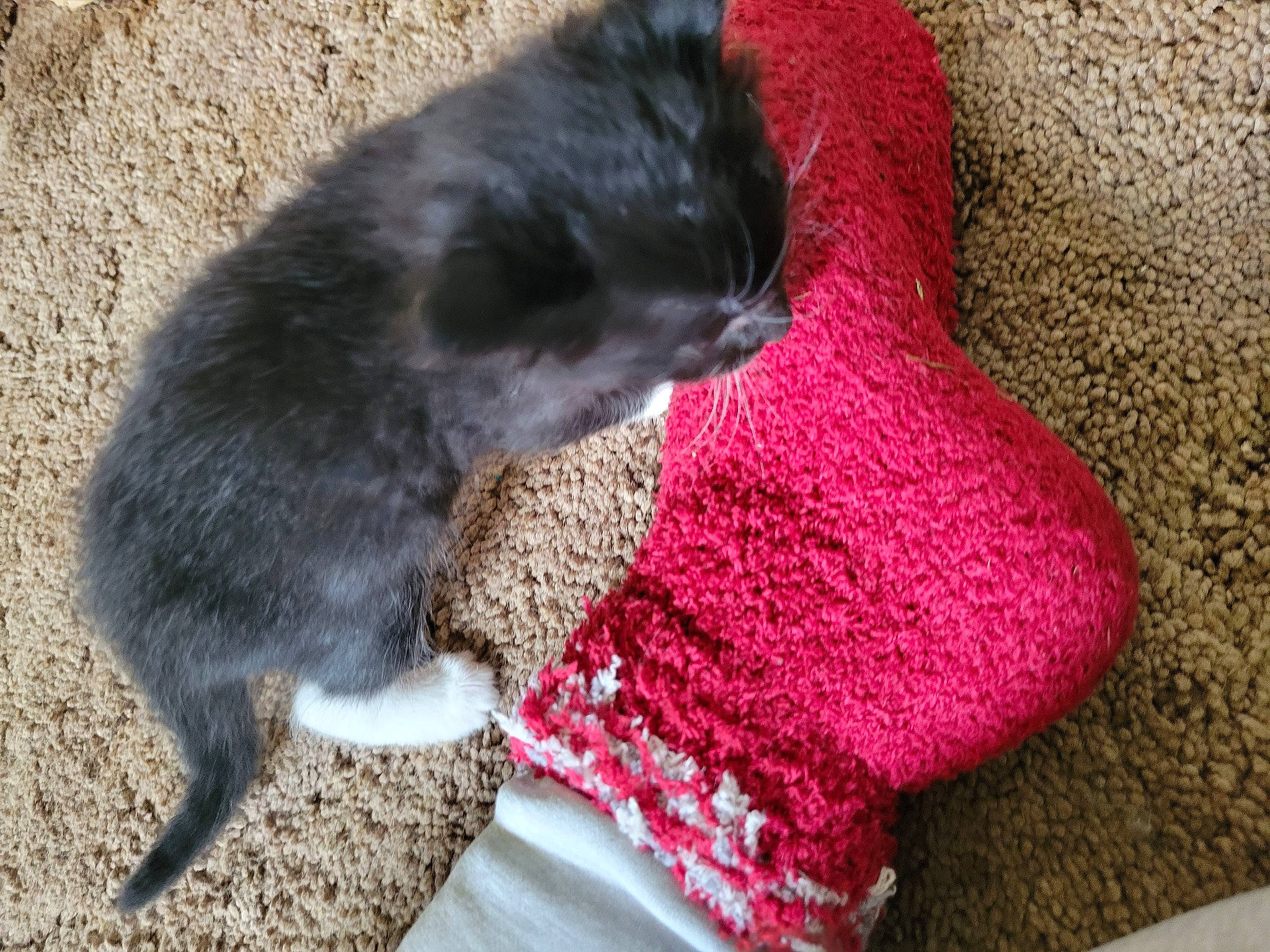 Groot is registered to the contest to win money with this photo: black_cat, carnivore, cat, claw, craft, dog_breed, domestic_short_haired_cat, fawn, felidae, flooring, fur, magenta, pattern, paw, small_to_medium_sized_cats, tail, textile, thread, whiskers, woolen