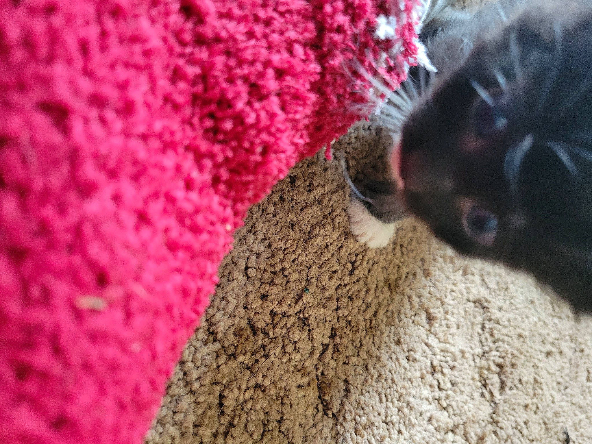 Groot is registered to the contest to win money with this photo: art, carmine, carnivore, close_up, dog_breed, fawn, felidae, fur, grass, linens, magenta, pattern, small_to_medium_sized_cats, snout, sporting_group, terrestrial_animal, whiskers, wool, woolen, working_animal