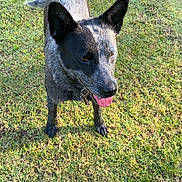 Blue joined the competition — help win amazing prizes! dog, grass, outdoor, pet, animal, sunlight, canine, tongue_out, ears_up, nature, playful, field, greenery, collar, happy, daytime, mammal, cute, fur, standing