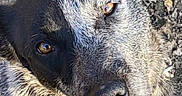 Blue joined the competition — help win amazing prizes! adorable, affection, animal, brown_eyes, canine, close_up, companion, cute, dog, friendly, fur, gravel, heart_emoji, looking_up, loyal, outdoor, pet, portrait, snapchat_text, two_toned_face