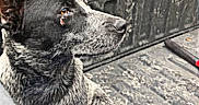 Blue joined the competition — help win amazing prizes! dog, animal, pet, outdoor, truck_bed, black_and_white, speckled, fur, ears, alert, relaxed, nature, greenery, rustic, metal, vehicle, side_view, daylight, canine, companion