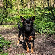 Laïka a rejoint le concours — aidez-le/la à gagner de superbes lots ! dog, forest, nature, trail, greenery, sunlight, outdoor, animal, pet, black_dog, tan_markings, leash, adventure, trees, plants, ground, daylight, canine, alert, walking