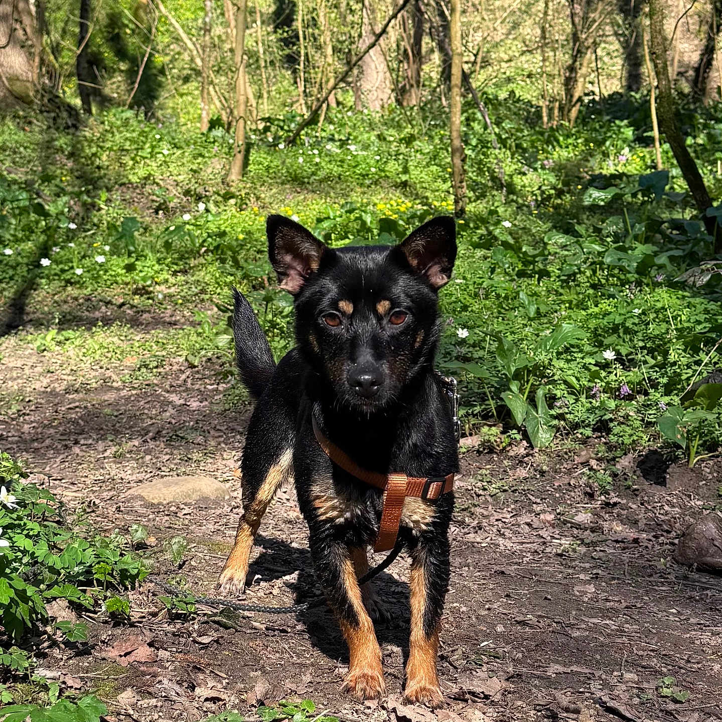 Laïka a rejoint le concours — aidez-le/la à gagner de superbes lots ! dog, forest, nature, trail, greenery, sunlight, outdoor, animal, pet, black_dog, tan_markings, leash, adventure, trees, plants, ground, daylight, canine, alert, walking