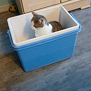 Caline participe au concours pour gagner de l'argent avec cette photo : animal, blue, cabinet, cat, cute, feline, floor, gray_and_white, home, household, indoor, kitten, pet, plastic_container, playful, portrait, side_profile, sitting, soccer_ball, storage_bin