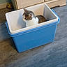 animal, blue, cabinet, cat, cute, feline, floor, gray_and_white, home, household, indoor, kitten, pet, plastic_container, playful, portrait, side_profile, sitting, soccer_ball, storage_bin