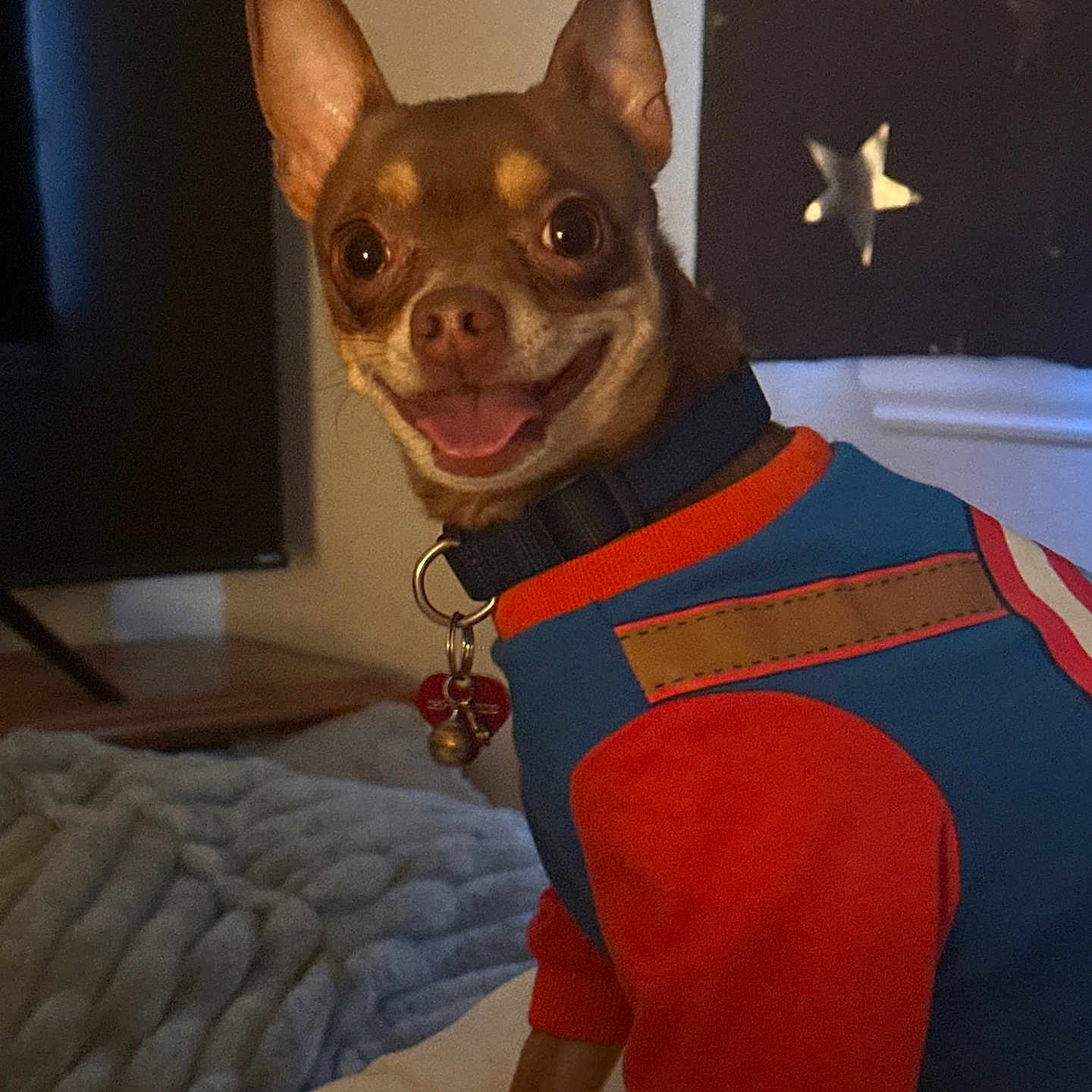 Chico is registered to the contest to win money with this photo: accessories, animal, applique, blanket, bulldog, canine, chihuahua, clothing, costume, dog, hound, indoors, interiordesign, lifejacket, pattern, person, pet, puppy, strap, vest