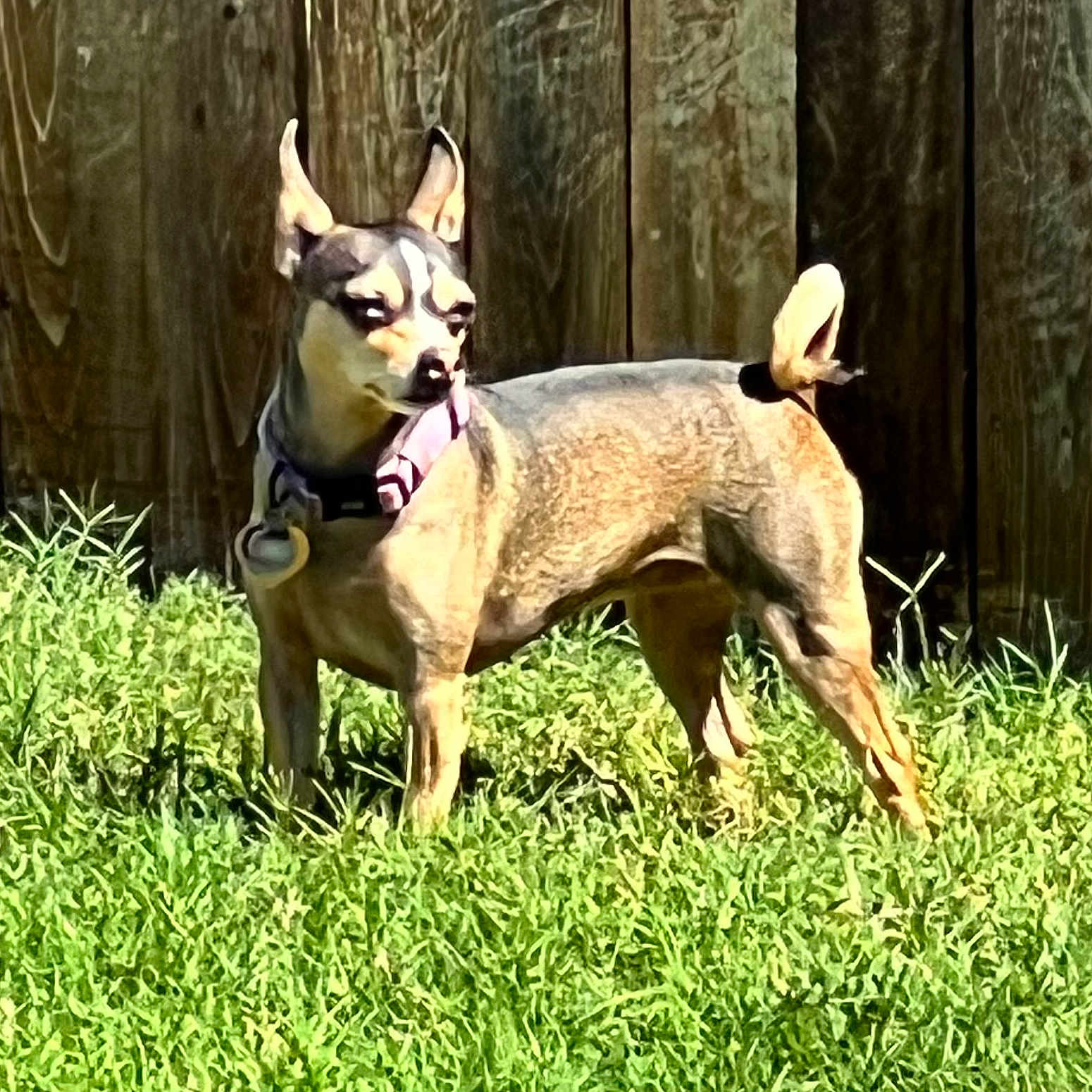 Bambie Edgar