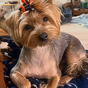 Blu is registered to the contest to win money with this photo: dog, small_dog, pet, bow, haircut, blanket, indoor, cozy, curious, cute, fur, animal, companion, domestic_animal, portrait, relaxed, brown_fur, black_and_orange, head_tilt, furniture