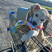 Layla joined the competition — help win amazing prizes! animal, asphalt, blue_sky, canine, chewing, cute, daylight, dog, harness, leash, metal_cart, outdoor, parking_lot, pet, playing, puppy, shopping_cart, sunny, toy, young_dog