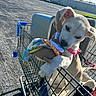 puppy, dog, shopping_cart, toy, parking_lot, outdoor, sunny, blue_sky, harness, pet, playing, chewing, animal, cute, young_dog, metal_cart, asphalt, daylight, leash, canine
