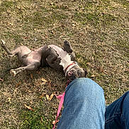Mr Big is registered to the contest to win money with this photo: dog, grass, outdoor, playful, leash, jeans, person, pet, animal, collar, brown, white, canine, field, relaxing, nature, casual, fun, companion, summer