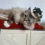 Rocket a rejoint le concours — aidez-le/la à gagner de superbes lots ! cat, fluffy, blue_eyes, relaxed, indoor, furniture, cabinet, blanket, red_blanket, plant, potted_plant, wood, white_cabinet, curious, pet, animal, cozy, fur, face, resting