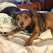 Monkey joined the competition — help win amazing prizes! dog, bed, blanket, sheet, furniture, indoor, pet, brown_dog, small_dog, fur, animal, cute, canine, resting, looking, household, messy, fabric, cozy, domestic