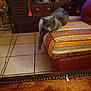 cat, gray_cat, cushion, striped, furniture, wooden, indoor, plant, tile_floor, relaxed, paw, cozy, room, shelf, cabinet, decor, living_room, pet, animal, resting