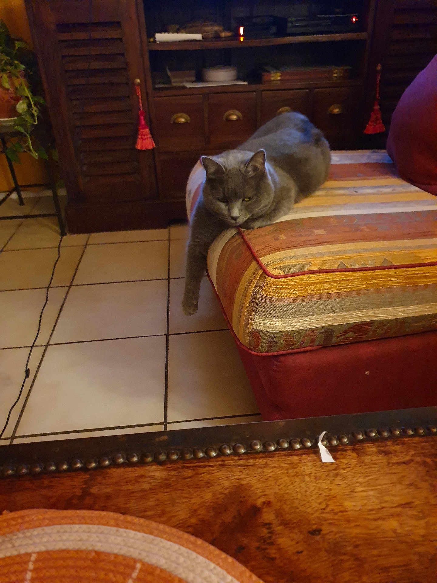 Chacha participe au concours pour gagner de l'argent avec cette photo : cat, gray_cat, cushion, striped, furniture, wooden, indoor, plant, tile_floor, relaxed, paw, cozy, room, shelf, cabinet, decor, living_room, pet, animal, resting