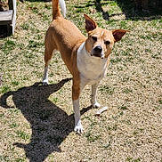 Harley is registered to the contest to win money with this photo: dog, animal, pet, outdoor, grass, sunlight, shadow, bone, backyard, ears, tan, white, alert, standing, canine, nature, daytime, fur, playful, companion