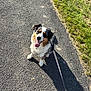 Wallis participe au concours pour gagner de l'argent avec cette photo : dog, canine, pet, leash, asphalt, path, grass, sunlight, outdoor, happy, tongue_out, sitting, fur, black, white, brown, nature, shadow, walking, cute
