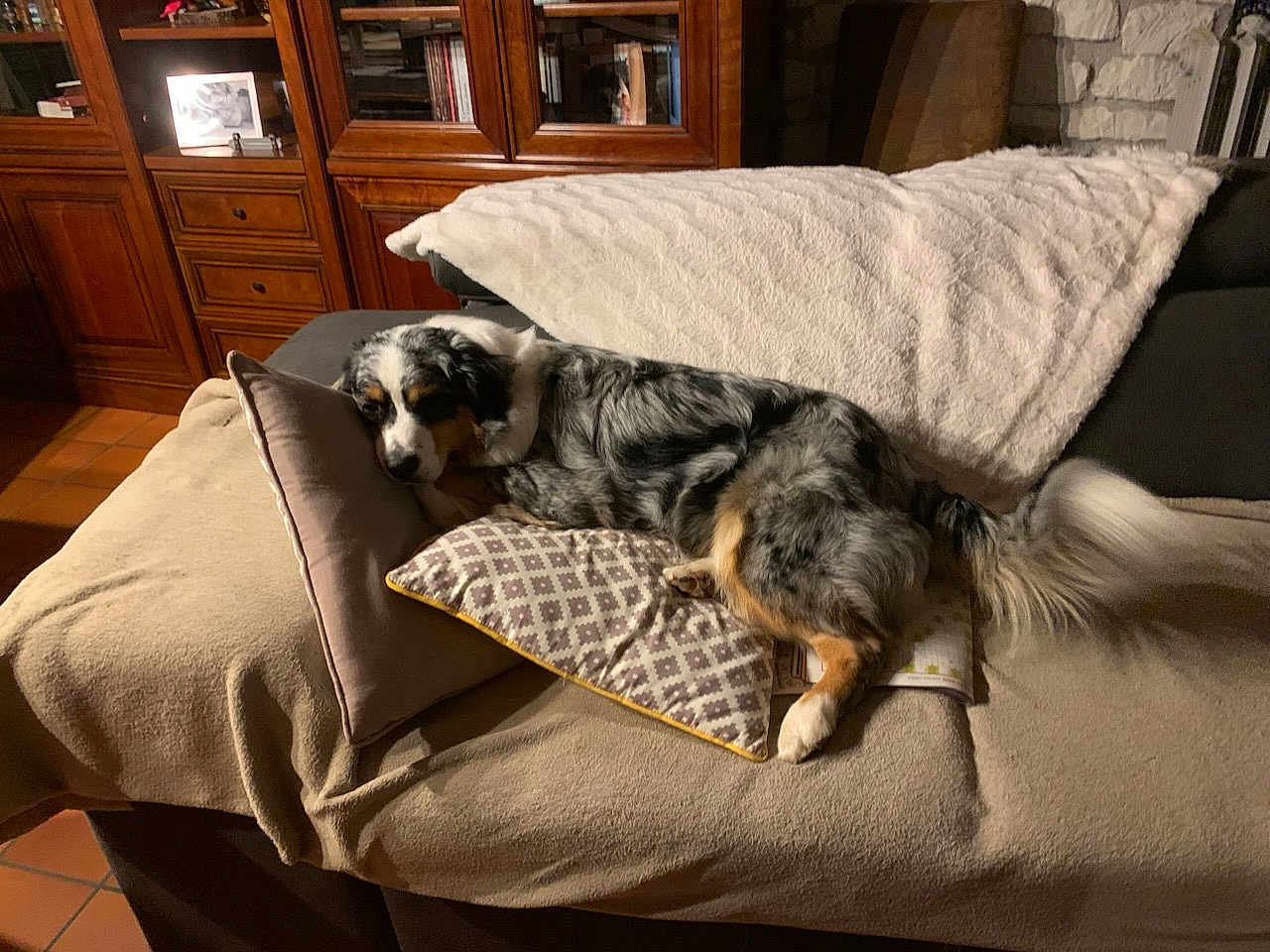 Wallis participe au concours pour gagner de l'argent avec cette photo : dog, couch, pillow, blanket, wooden_furniture, indoor, resting, sleeping, cozy, living_room, pet, fur, tail, comfort, relaxation, home, carpet, cabinet, tile_floor, decor