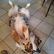 Wallis participe au concours pour gagner de l'argent avec cette photo : dog, lying_down, floor, tile, paws, relaxed, indoor, fur, pet, animal, sleeping, canine, white, brown, black, multicolor, paw_pads, head, paw, footwear