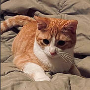 Trouble is registered to the contest to win money with this photo: cat, orange_cat, white_cat, pet, animal, feline, domestic_cat, cute, resting, blanket, soft, indoor, whiskers, ears, tail, fur, closeup, relaxed, cozy, curious