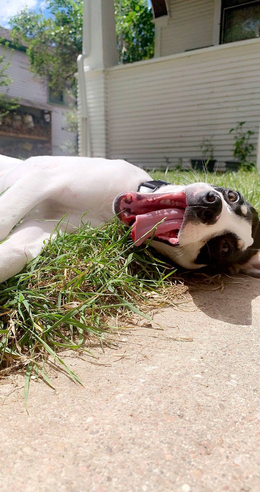 Otis is registered to the contest to win money with this photo: american_bulldog, american_pit_bull_terrier, boston_terrier, boxer, canidae, carnivore, dog, dog_breed, dogo_argentino, dogo_guatemalteco, fawn, grass, non_sporting_group, nose, pit_bull, pointer, snout, sporting_group