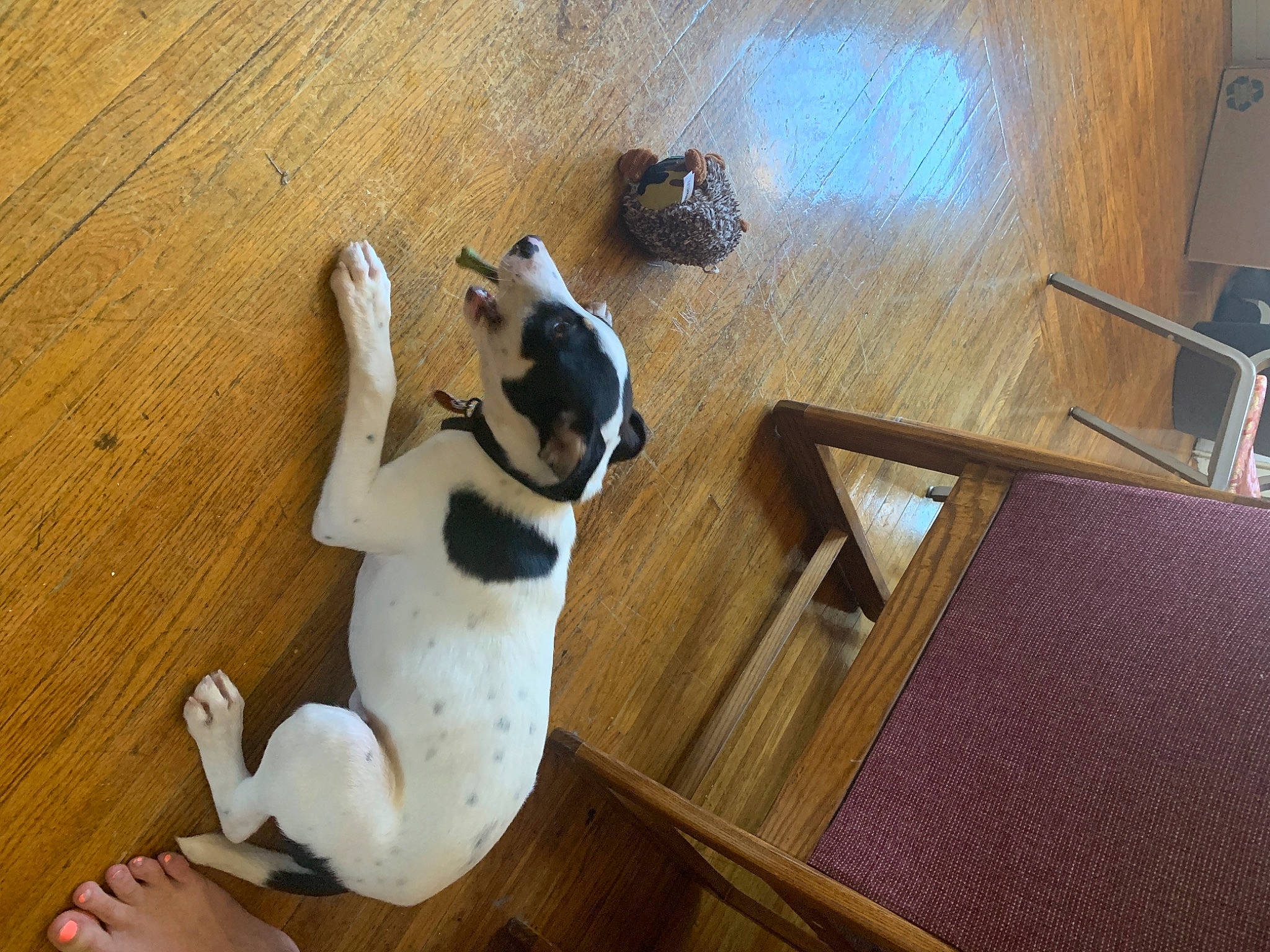 Otis joined the competition — help win amazing prizes! canidae, carnivore, companion_dog, danish_swedish_farmdog, dog, dog_breed, fawn, floor, flooring, fox_terrier, hardwood, jack_russell_terrier, parson_russell_terrier, pointer, puppy, rat_terrier, russell_terrier, tail, treeing_feist, wood