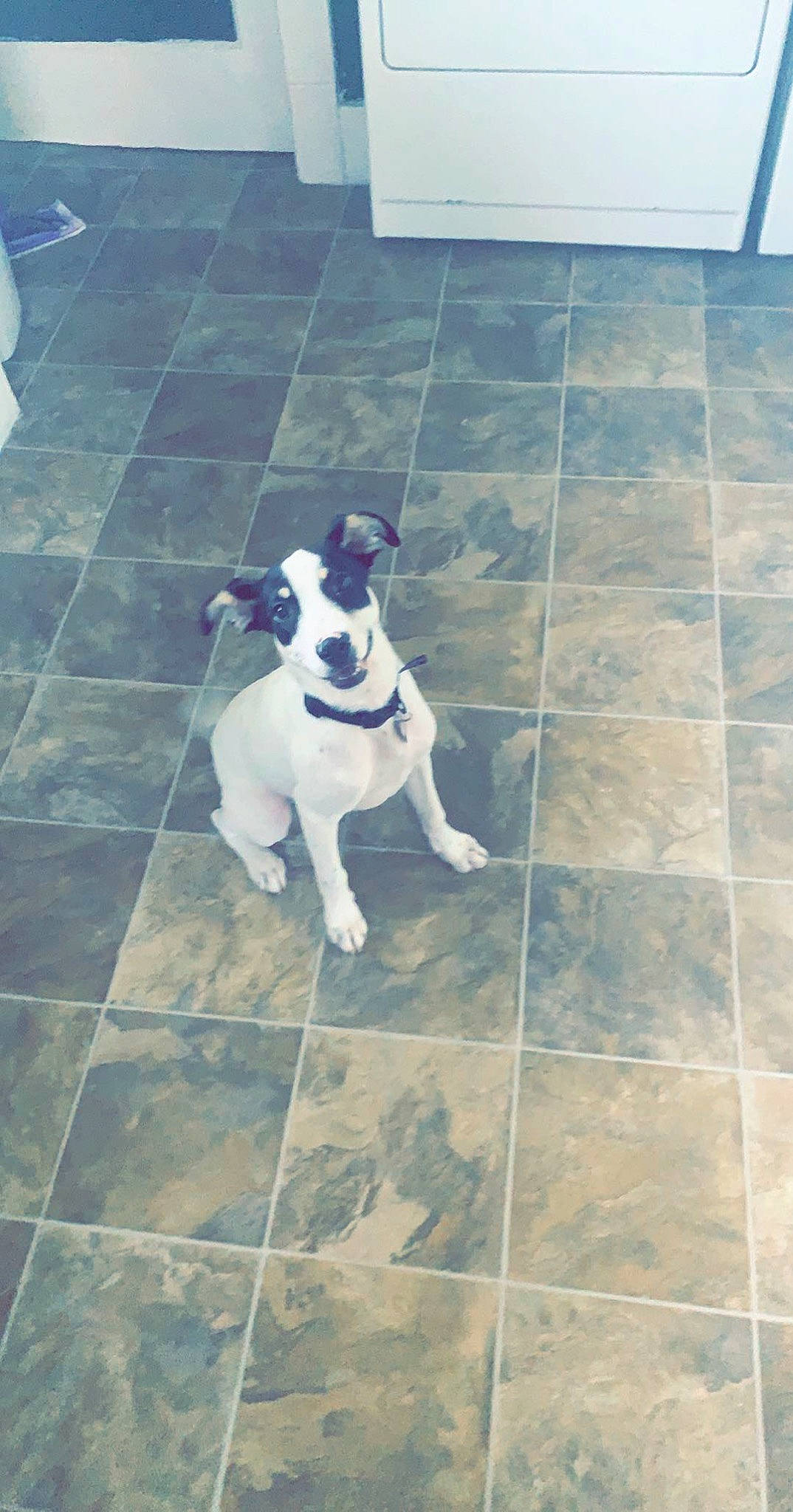 Otis is registered to the contest to win money with this photo: brazilian_terrier, canidae, carnivore, companion_dog, dog, dog_breed, fawn, floor, flooring, fox_terrier, french_bulldog, jack_russell_terrier, pit_bull, rat_terrier, ratonero_bodeguero_andaluz, smooth_fox_terrier, sporting_group, tail, tile, toy_fox_terrier