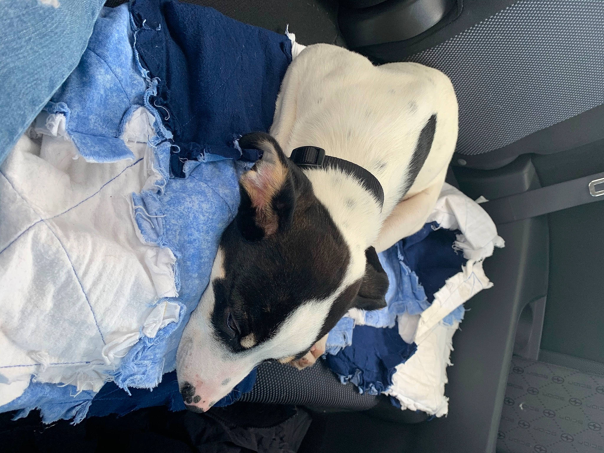 Otis is registered to the contest to win money with this photo: boston_terrier, canidae, carnivore, dog, dog_breed, nap, non_sporting_group, rat_terrier, sporting_group, toy_fox_terrier