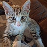 animal, blanket, cat, closeup, couch, curious, cute, ears, eyes, feline, fur, indoor, kitten, nose, paws, pet, resting, tabby, whiskers, young