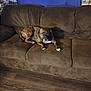 Trigger is registered to the contest to win money with this photo: dog, brindle, couch, brown_couch, indoor, wooden_floor, pet, animal, relaxed, furniture, living_room, floor, comfort, canine, domestic_animal, resting, looking, cozy, home, household