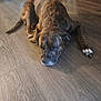 Trigger joined the competition — help win amazing prizes! dog, sleeping, brindle, indoor, floor, wooden_floor, pet, animal, relaxed, resting, canine, paw, quiet, cozy, home, fur, mammal, companion, laying_down, peaceful