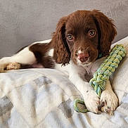 Tucker is registered to the contest to win money with this photo: puppy, dog, toy, bed, blanket, brown, white, rope_toy, pet, cute, animal, paw, lying_down, indoor, young_dog, fur, looking, resting, playful, canine