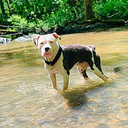 Offset participe au concours pour gagner de l'argent avec cette photo : animal, black_and_white, canine, collar, creek, daylight, dog, forest, greenery, nature, outdoor, peaceful, reflection, riverbed, shallow_water, standing, sunlight, trees, water, wet