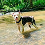 animal, black_and_white, canine, collar, creek, daylight, dog, forest, greenery, nature, outdoor, peaceful, reflection, riverbed, shallow_water, standing, sunlight, trees, water, wet