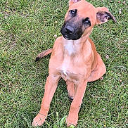 Isis participe au concours pour gagner de l'argent avec cette photo : puppy, dog, grass, outdoor, pet, animal, ears, cute, young, sitting, nature, green, playful, canine, fur, adorable, looking_up, head_tilt, daylight, friendly