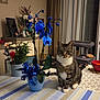 Chaussette a rejoint le concours — aidez-le/la à gagner de superbes lots ! animal, cat, cat_tree, cozy, curtains, decor, flower_pot, furniture, home, indoor, orchid, pet, plant, potted_plant, ribbon, striped, tabby_cat, table, tablecloth, window