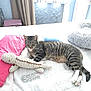 Chaussette participe au concours pour gagner de l'argent avec cette photo : animal, bed, cat, claws, comfort, cozy, domestic, feline, fur, indoor, pet, pillow, plush_toy, resting, sleepy, soft, striped, tabby, tail, whiskers