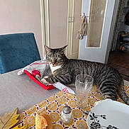Chaussette a rejoint le concours — aidez-le/la à gagner de superbes lots ! animal, bread, cat, chair, cloth, cutlery, dining_room, door, food, furniture, glass, home, indoor, pattern, pet, plate, relaxed, salt_shaker, tabby_cat, table