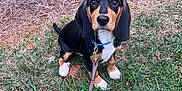 Pistol Dinoco Pete is registered to the contest to win money with this photo: adorable, animal, black_and_tan, collar, cute, dog, ears, eyes, face, fur, grass, leash, nature, outdoor, pet, puppy, sitting, small, waiting, young